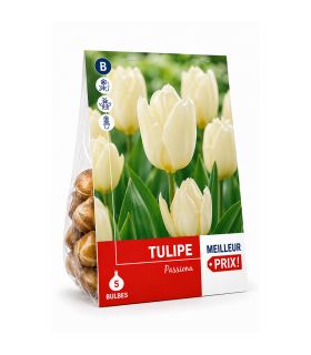 Tulipe Purissima Sgaravatti 5 bulbes blancs, floraison printanière élégante idéale en massif ou en pot - 618006