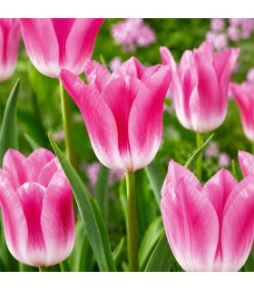 Tulipe Royal Ten Sgaravatti 5 bulbes roses, grande floraison printanière décorative pour massifs et bouquets - 618117