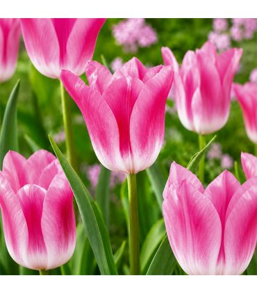 Tulipe Royal Ten Sgaravatti 5 bulbes roses, grande floraison printanière décorative pour massifs et bouquets - 618117