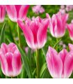 Tulipe Royal Ten Sgaravatti 5 bulbes roses, grande floraison printanière décorative pour massifs et bouquets - 618117