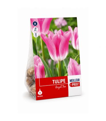 Tulipe Royal Ten Sgaravatti 5 bulbes roses, grande floraison printanière décorative pour massifs et bouquets - 618117
