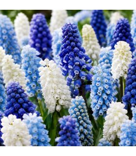 Muscari en mélange Sgaravatti 10 bulbes, floraison printanière compacte idéale en bordure et rocaille - 618121