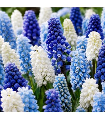 Muscari en mélange Sgaravatti 10 bulbes, floraison printanière compacte idéale en bordure et rocaille - 618121