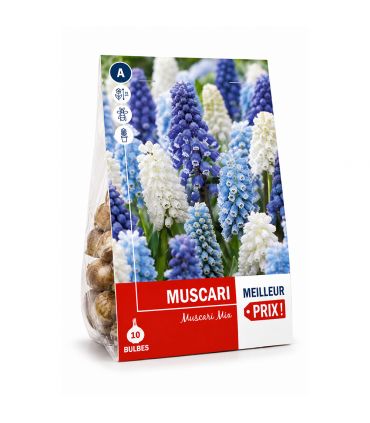 Muscari en mélange Sgaravatti 10 bulbes, floraison printanière compacte idéale en bordure et rocaille - 618121
