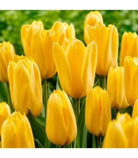 Tulipe Candela Sgaravatti 5 bulbes jaunes, variété à planter en automne pour une floraison printanière lumineuse - 618068