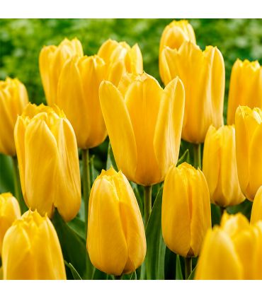 Tulipe Candela Sgaravatti 5 bulbes jaunes, variété à planter en automne pour une floraison printanière lumineuse - 618068