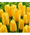 Tulipe Candela Sgaravatti 5 bulbes jaunes, variété à planter en automne pour une floraison printanière lumineuse - 618068