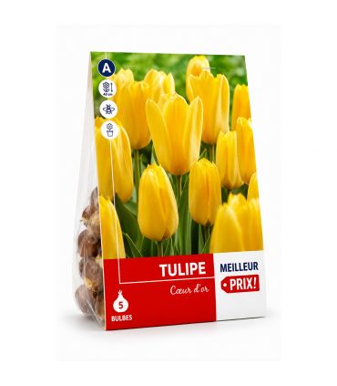 Tulipe Candela Sgaravatti 5 bulbes jaunes, variété à planter en automne pour une floraison printanière lumineuse - 618068
