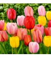 Tulipes en mélange Sgaravatti 5 bulbes, floraison printanière multicolore pour massifs et jardinières - 618104
