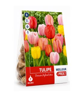 Tulipes en mélange Sgaravatti 5 bulbes, floraison printanière multicolore pour massifs et jardinières - 618104