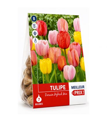 Tulipes en mélange Sgaravatti 5 bulbes, floraison printanière multicolore pour massifs et jardinières - 618104