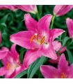 Lilium Pink Sgaravatti 1 bulbe rose, grande floraison de 100 cm idéale en massif et bouquet - 618099
