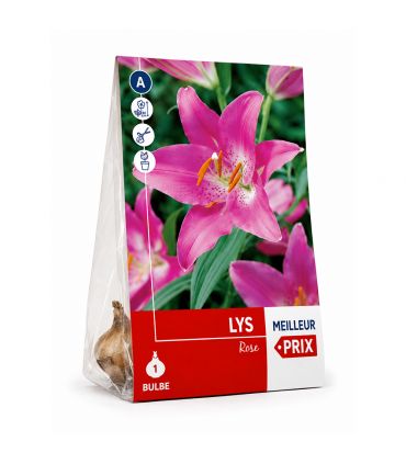 Lilium Pink Sgaravatti 1 bulbe rose, grande floraison de 100 cm idéale en massif et bouquet - 618099