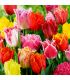 Tulipes Crispa Sgaravatti 5 bulbes en mélange, fleurs frangées originales pour massifs et bouquets - 618090