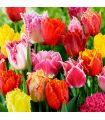 Tulipes Crispa Sgaravatti 5 bulbes en mélange, fleurs frangées originales pour massifs et bouquets - 618090