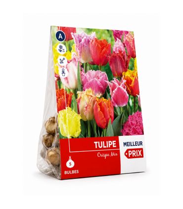 Tulipes Crispa Sgaravatti 5 bulbes en mélange, fleurs frangées originales pour massifs et bouquets - 618090
