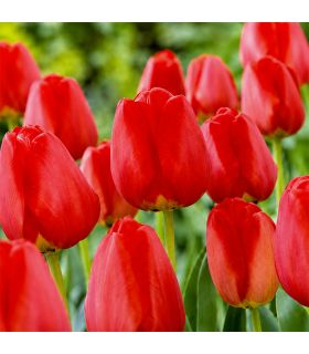 Tulipe Apeldoorn Sgaravatti 5 bulbes rouges, grande tulipe de printemps idéale pour massifs colorés - 618066