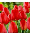Tulipe Apeldoorn Sgaravatti 5 bulbes rouges, grande tulipe de printemps idéale pour massifs colorés - 618066