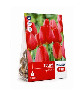 Tulipe Apeldoorn Sgaravatti 5 bulbes rouges, grande tulipe de printemps idéale pour massifs colorés - 618066