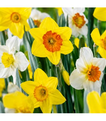 Narcisses en mélange Sgaravatti 8 bulbes, floraison printanière colorée à planter en automne - 618084