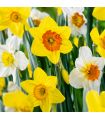 Narcisses en mélange Sgaravatti 8 bulbes, floraison printanière colorée à planter en automne - 618084