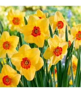 Narcisse Kedron Sgaravatti 8 bulbes crème à couronne orange, floraison bicolore décorative au printemps - 618120