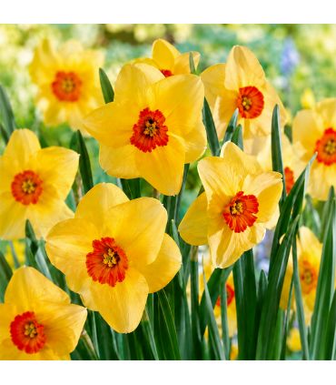 Narcisse Kedron Sgaravatti 8 bulbes crème à couronne orange, floraison bicolore décorative au printemps - 618120
