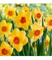 Narcisse Kedron Sgaravatti 8 bulbes crème à couronne orange, floraison bicolore décorative au printemps - 618120