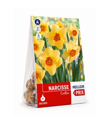 Narcisse Kedron Sgaravatti 8 bulbes crème à couronne orange, floraison bicolore décorative au printemps - 618120