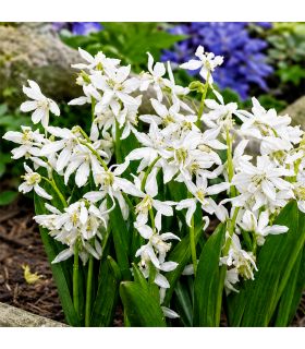 Scilla Sibirica Alba Sgaravatti 12 bulbes blancs, floraison printanière délicate idéale en massif et sous-bois - 618015