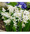 Scilla Sibirica Alba Sgaravatti 12 bulbes blancs, floraison printanière délicate idéale en massif et sous-bois - 618015