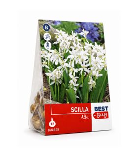 Scilla Sibirica Alba Sgaravatti 12 bulbes blancs, floraison printanière délicate idéale en massif et sous-bois - 618015