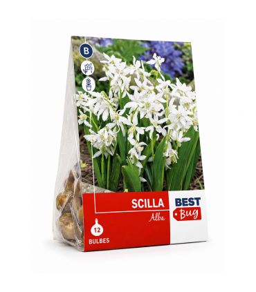 Scilla Sibirica Alba Sgaravatti 12 bulbes blancs, floraison printanière délicate idéale en massif et sous-bois - 618015