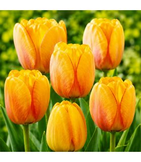 Tulipe Darwin Blushing Apeldoorn Sgaravatti 5 bulbes orange, grande floraison printanière pour massifs et bouquets - 618100
