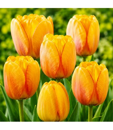 Tulipe Darwin Blushing Apeldoorn Sgaravatti 5 bulbes orange, grande floraison printanière pour massifs et bouquets - 618100