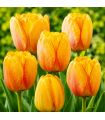 Tulipe Darwin Blushing Apeldoorn Sgaravatti 5 bulbes orange, grande floraison printanière pour massifs et bouquets - 618100