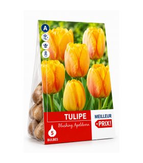 Tulipe Darwin Blushing Apeldoorn Sgaravatti 5 bulbes orange, grande floraison printanière pour massifs et bouquets - 618100