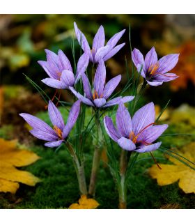 Crocus Sativus Safran Sgaravatti 10 bulbes lilas, à planter en fin d’été pour produire du safran - 692024