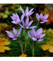 Crocus Sativus Safran Sgaravatti 10 bulbes lilas, à planter en fin d’été pour produire du safran - 692024