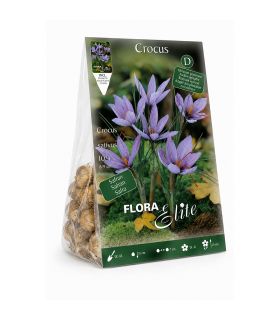 Crocus Sativus Safran Sgaravatti 10 bulbes lilas, à planter en fin d’été pour produire du safran - 692024