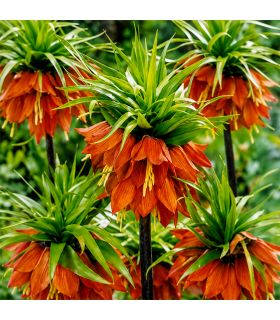 Fritillaire impériale Rubra Sgaravatti 1 bulbe rouge, grande floraison de 100 à 120 cm pour massifs structurés - 617413