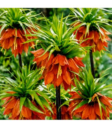 Fritillaire impériale Rubra Sgaravatti 1 bulbe rouge, grande floraison de 100 à 120 cm pour massifs structurés - 617413