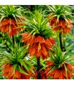 Fritillaire impériale Rubra Sgaravatti 1 bulbe rouge, grande floraison de 100 à 120 cm pour massifs structurés - 617413