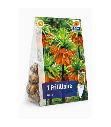 Fritillaire impériale Rubra Sgaravatti 1 bulbe rouge, grande floraison de 100 à 120 cm pour massifs structurés - 617413