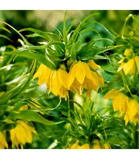 Fritillaire impériale Lutea Sgaravatti 1 bulbe jaune, grande floraison de 100 à 120 cm pour massifs structurés - 617410