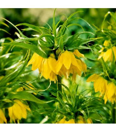Fritillaire impériale Lutea Sgaravatti 1 bulbe jaune, grande floraison de 100 à 120 cm pour massifs structurés - 617410