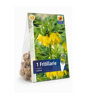 Fritillaire impériale Lutea Sgaravatti 1 bulbe jaune, grande floraison de 100 à 120 cm pour massifs structurés - 617410