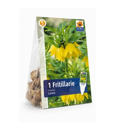 Fritillaire impériale Lutea Sgaravatti 1 bulbe jaune, grande floraison de 100 à 120 cm pour massifs structurés - 617410
