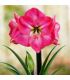 Amaryllis Hippeastrum Sgaravatti 1 bulbe rose, grande floraison décorative idéale en pot et intérieur - 692727