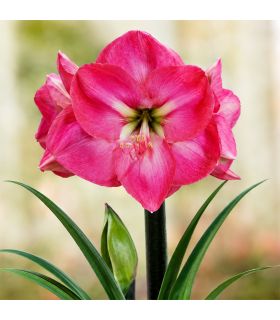 Amaryllis Hippeastrum Sgaravatti 1 bulbe rose, grande floraison décorative idéale en pot et intérieur - 692727